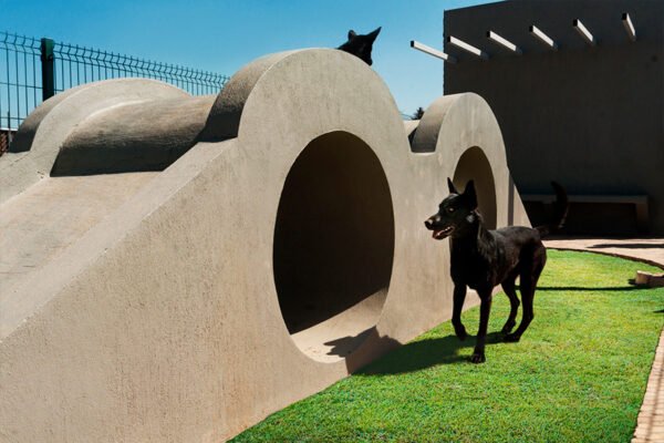 parque canino 3